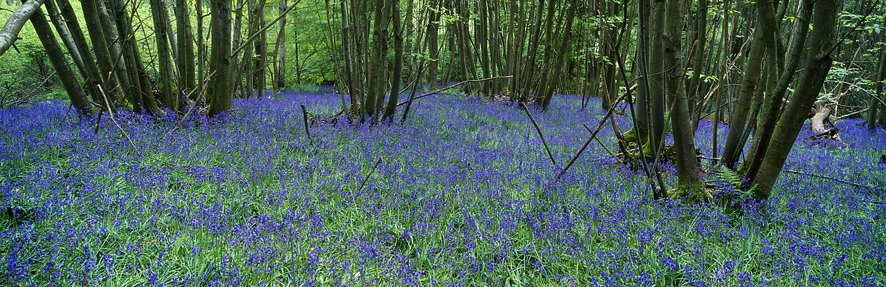 #200492-4 - Bluebell Wood, Winkwork Arboretum, Surrey, England
