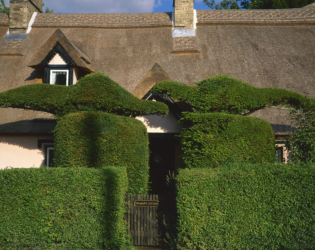 #200542-6 - Topiary Hedge & Thatch Cottage, Horringer, Suffolk, England