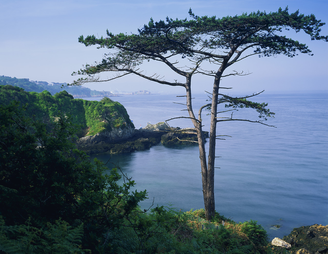 #200557-1 - Pine Tree on Coast,  Guernsey, Channel Islands