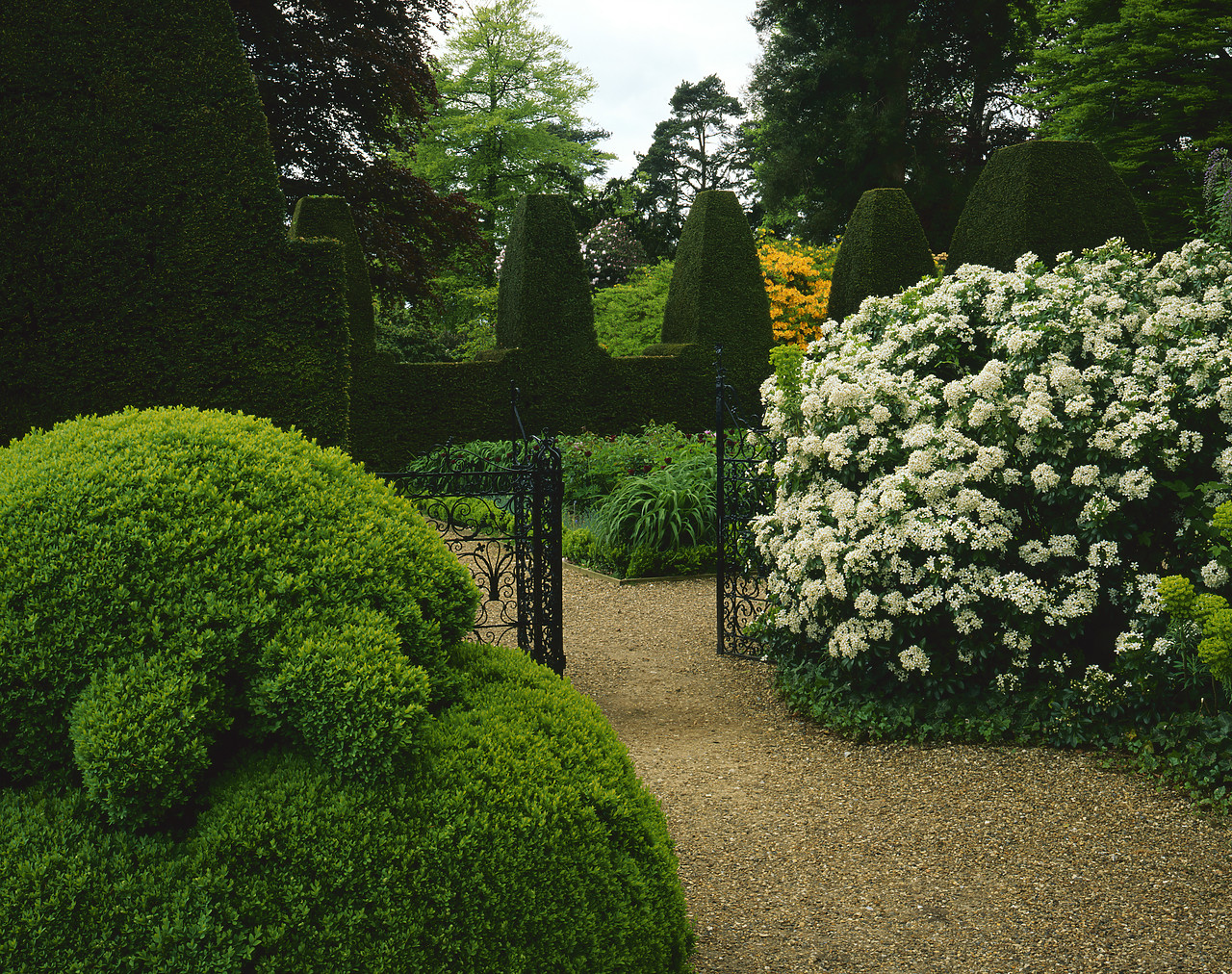#200559-3 - Topiary Hedges, Nymans Gardens, West Sussex, England