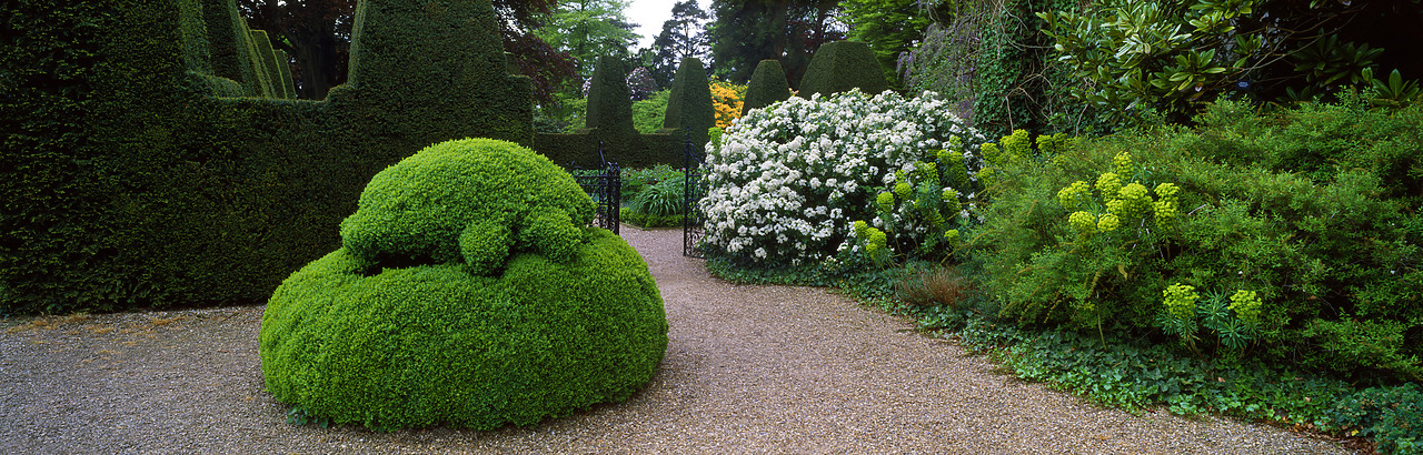 #200599-5 - Topiary Hedges, Nymans Garden, West Sussex, England