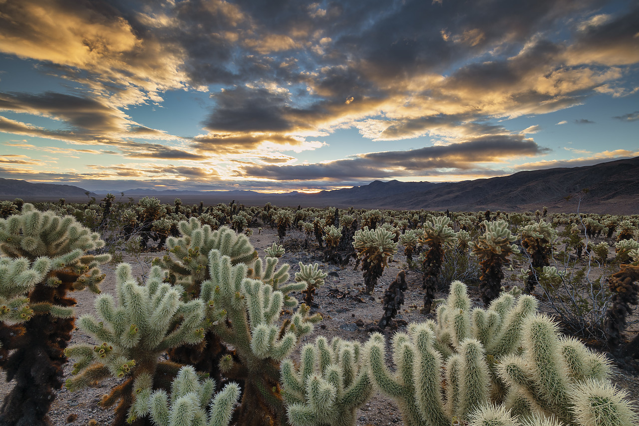 #220001-1 - Cholla Cactus Garden at Sunrise, Joshua Tree National Park, California, USA