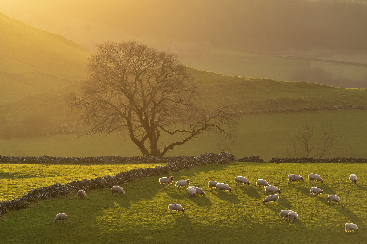 #220034-1 - Afternoon Sunshine on Grazing Sheep, near Earl Sterndale, Peak District National Park, Derbyshire, England