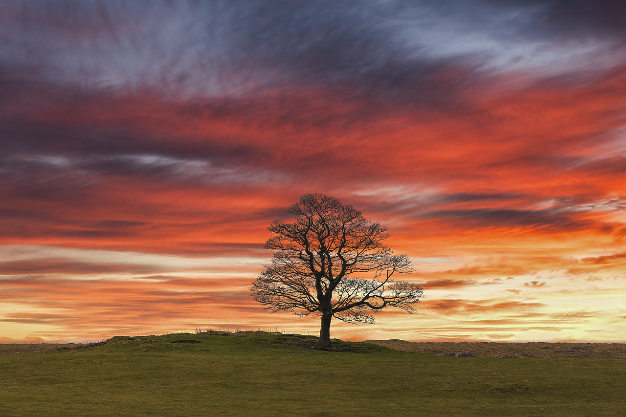 #220035-1 - Lone Tree at Sunset, near Earl Sterndale, Peak District National Park, Derbyshire, England