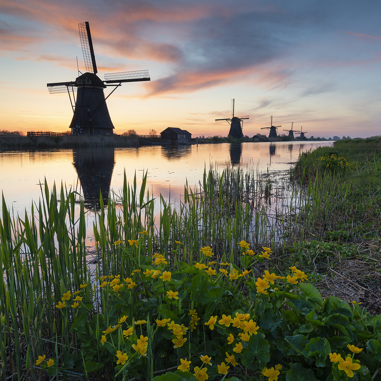 #220185-1 - Windmills of Kinderdijk at Sunrise,Holland, Netherlands