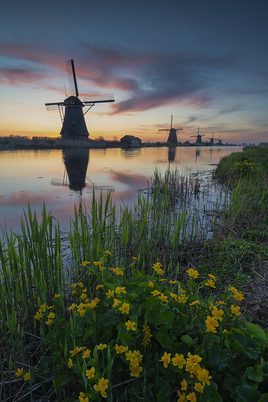#220185-2 - Windmills of Kinderdijk at Sunrise,Holland, Netherlands