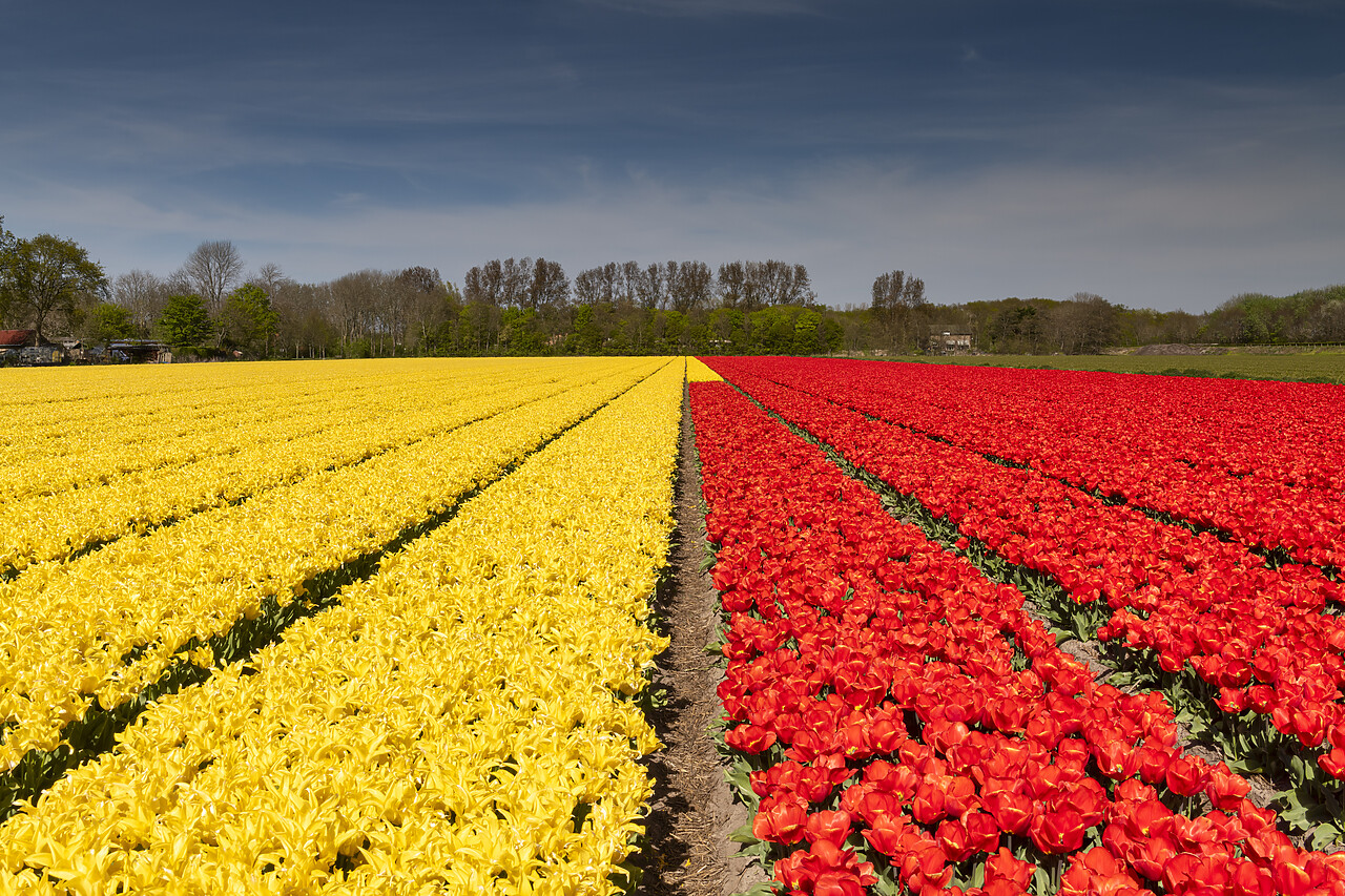 #220188-1 - Red and Yellow Tulip Field, Lisse, Holland, Netherlands