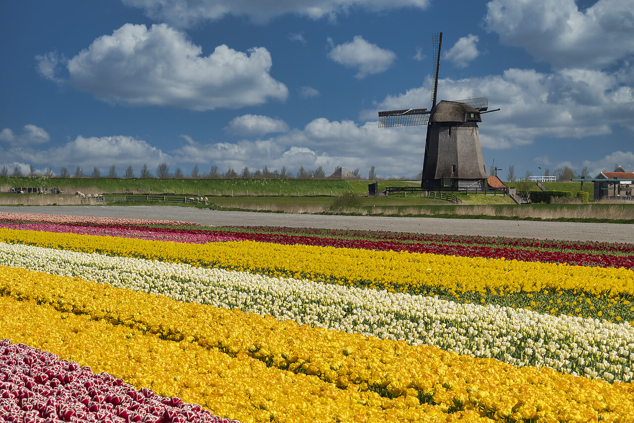 #220216-1 - Tulip Field & Windmill, Schermerhorn, Holland, Netherlands