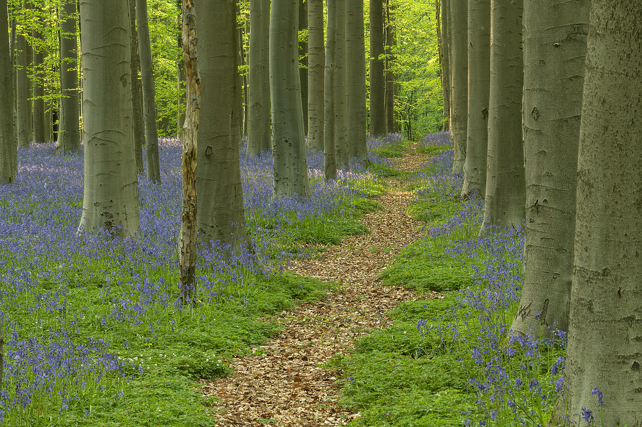 #220230-1 - Path Through Bluebell Wood, Hallerbos, Belgium