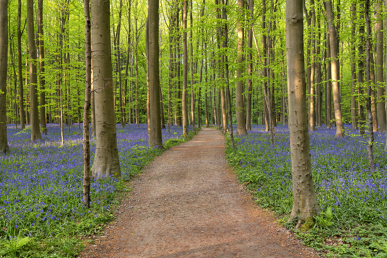 #220231-1 - Path Through Bluebell Wood, Hallerbos, Belgium