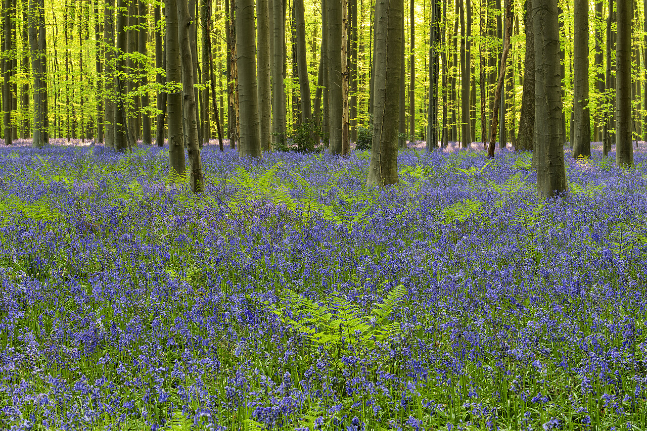 #220232-1 - Bluebell Wood, Hallerbos, Belgium