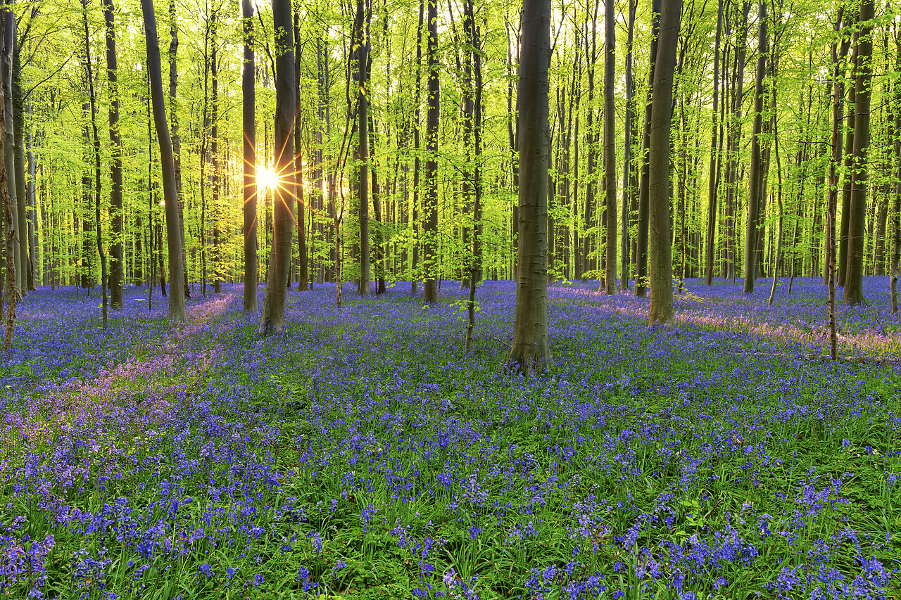 #220233-1 - Sunburst in Bluebell Wood, Hallerbos, Belgium