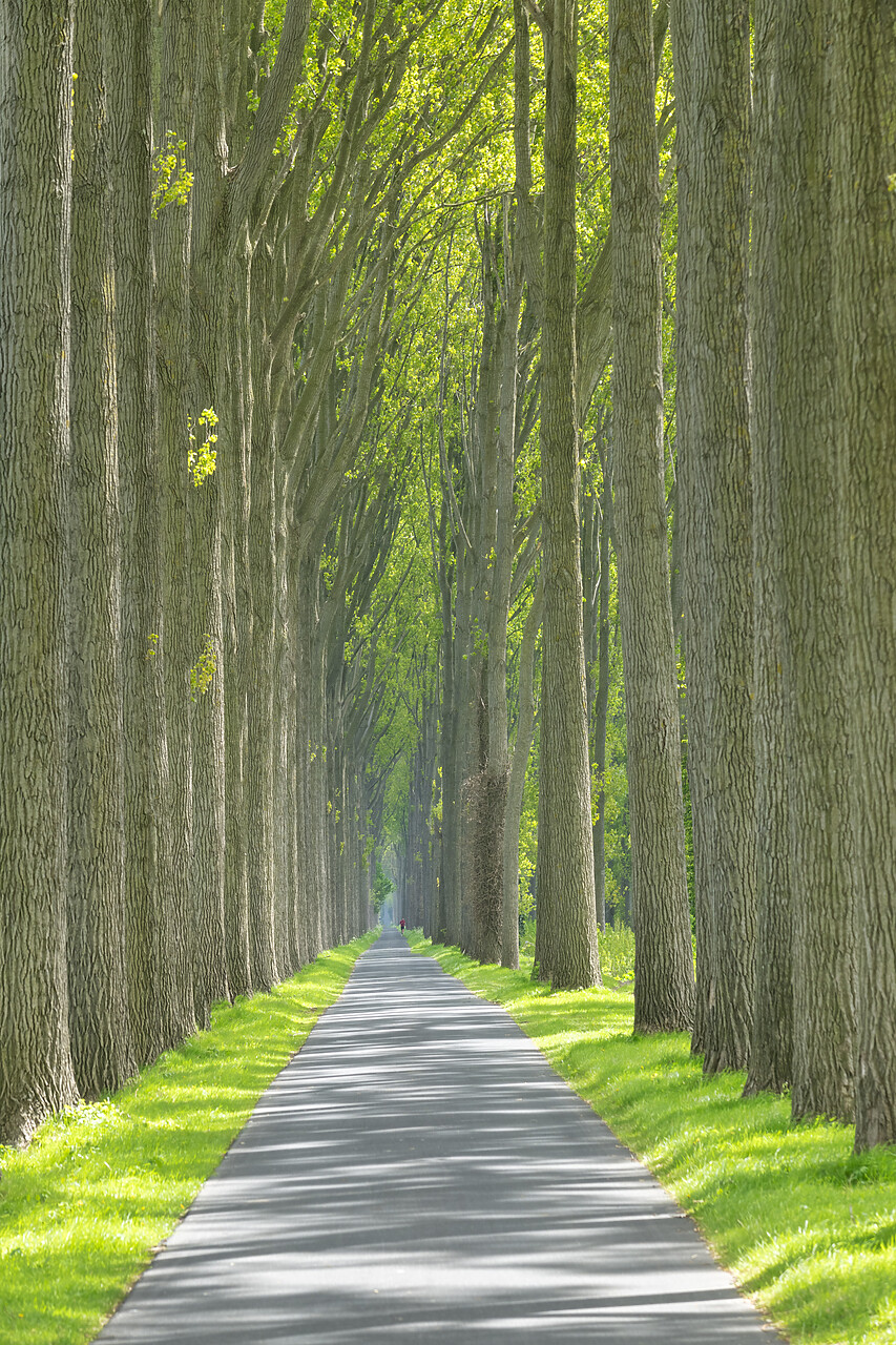 #220244-1 - Tree-lined Country Lane, near Damme, Belgium