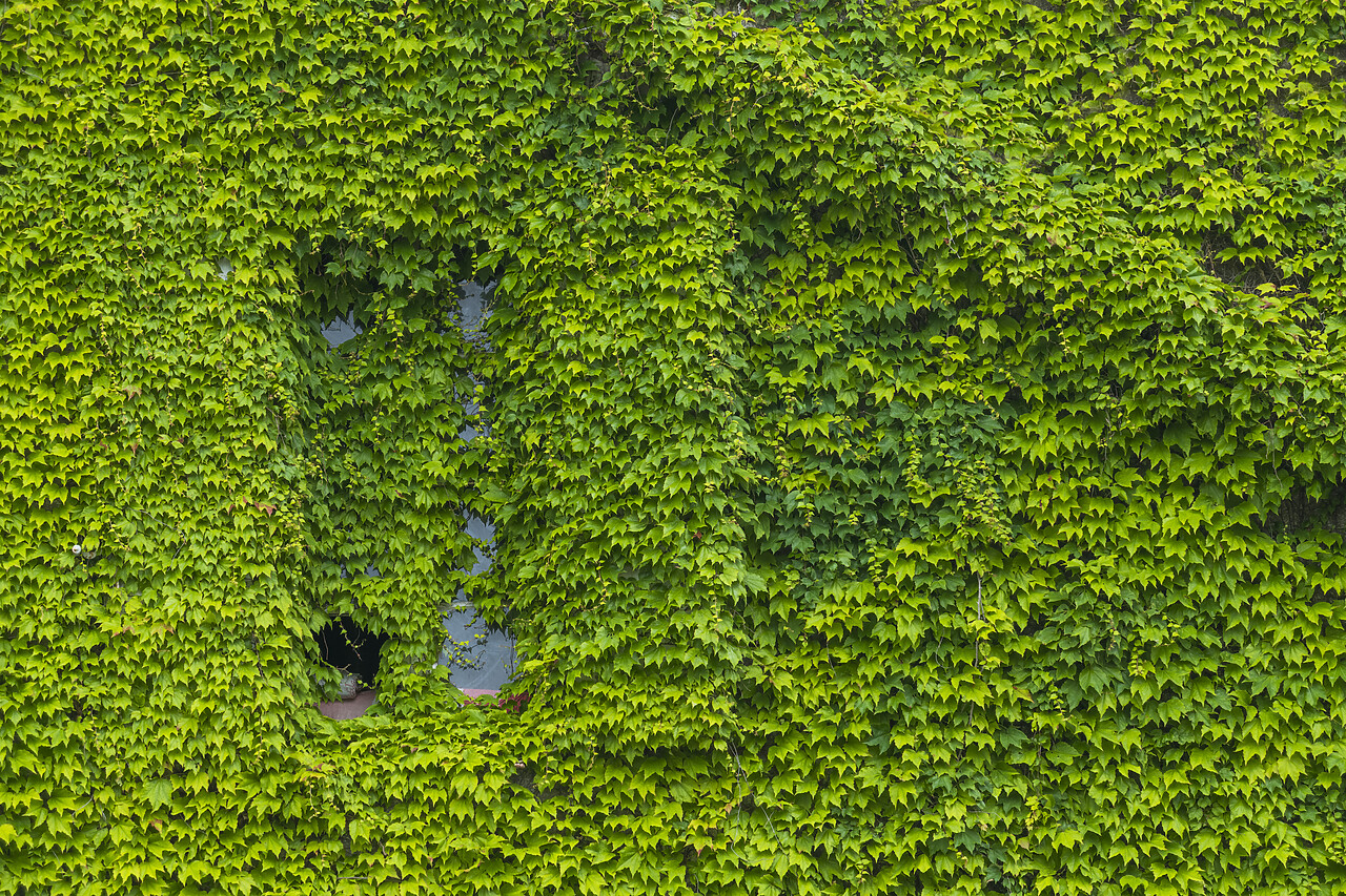 #220271-1 - Ivy-covered Building, Aude, Occitanie, France