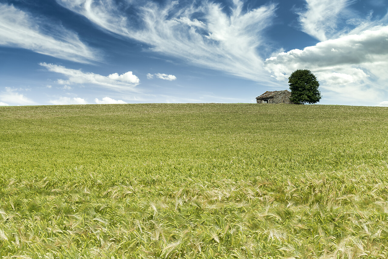 #220302-1 - Stone Barn & Tree in Field of Wheat, Aveyron, Occitanie, France