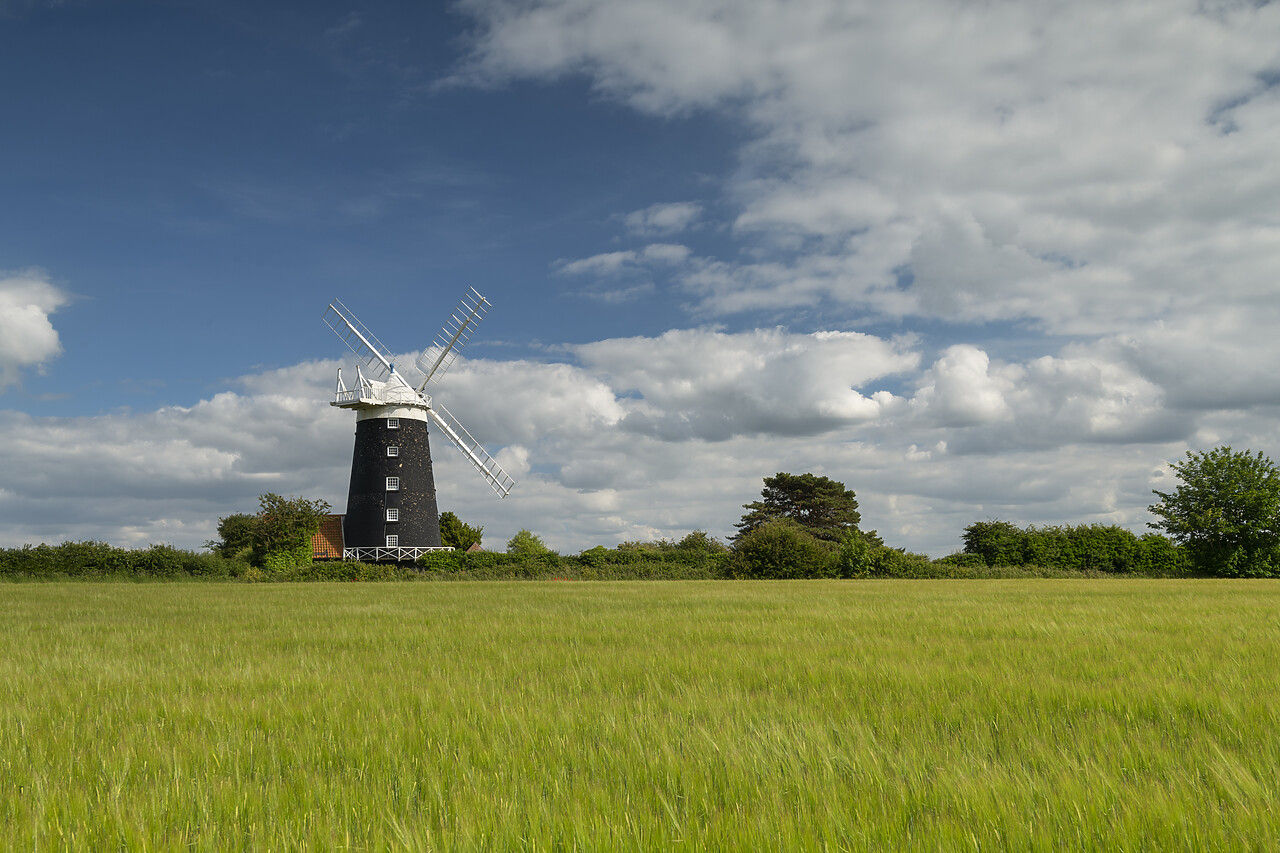 #220327-1 - Burnham Overy Mill in Field of Wheat, Norfolk, England