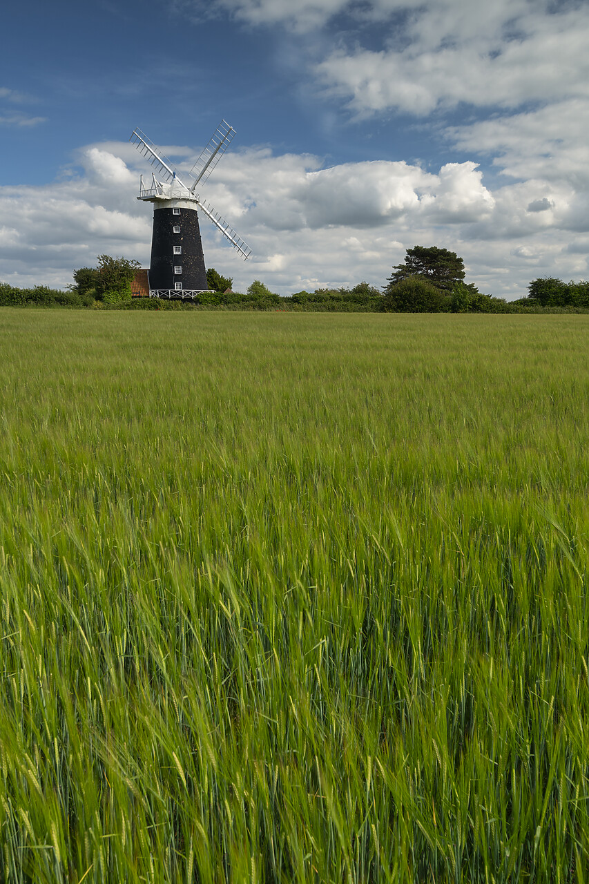 #220327-3 - Burnham Overy Mill in Field of Wheat, Norfolk, England