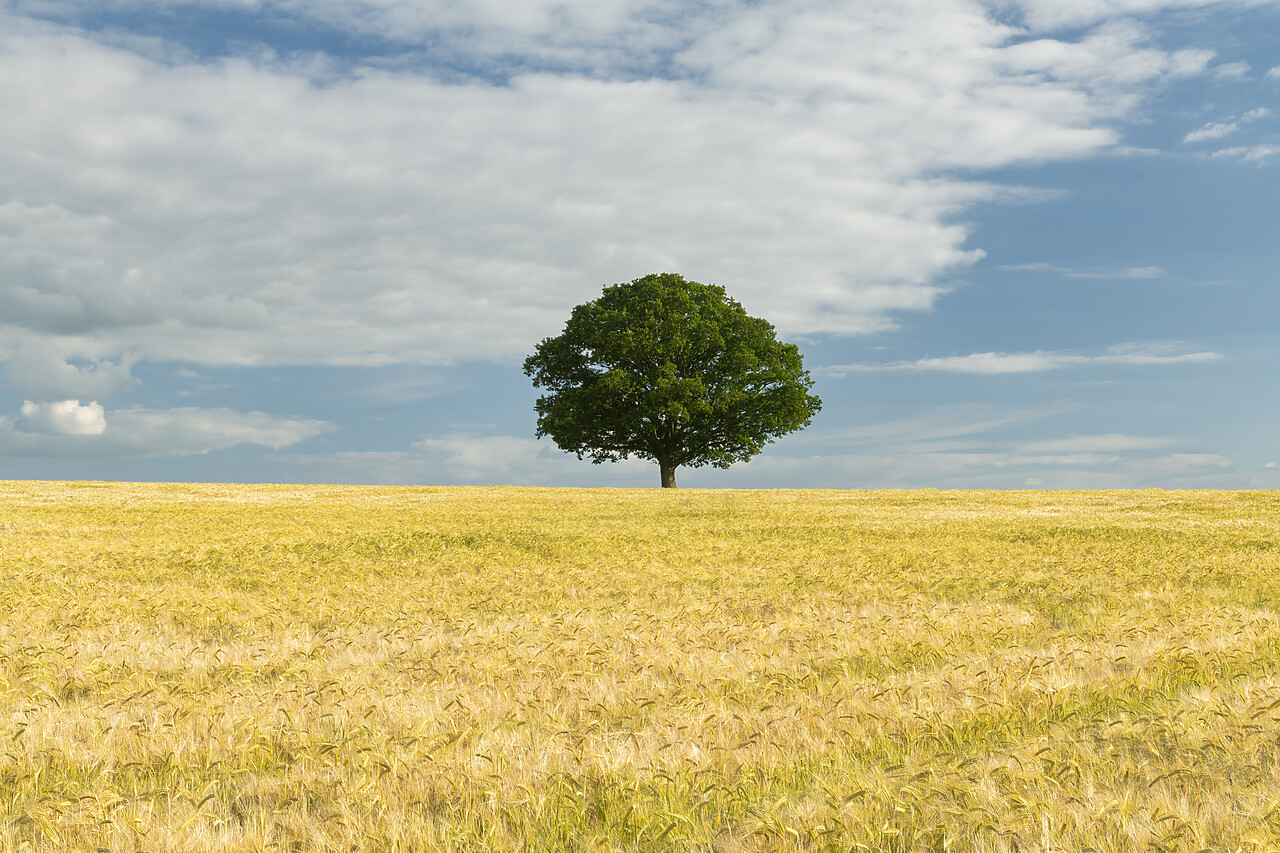 #220332-1 - Lone Tree in Field of Wheat, Norfolk, England