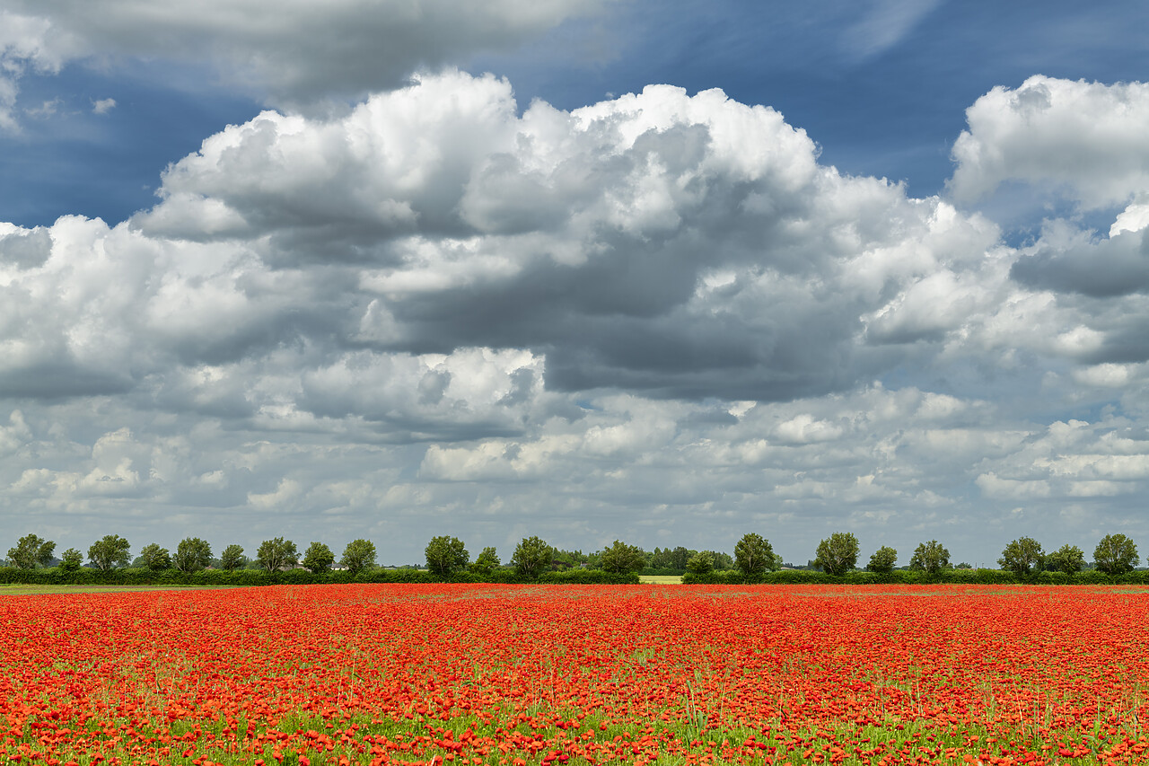 #220334-1 - Field of Poppies, near Downham Market, Norfolk, England