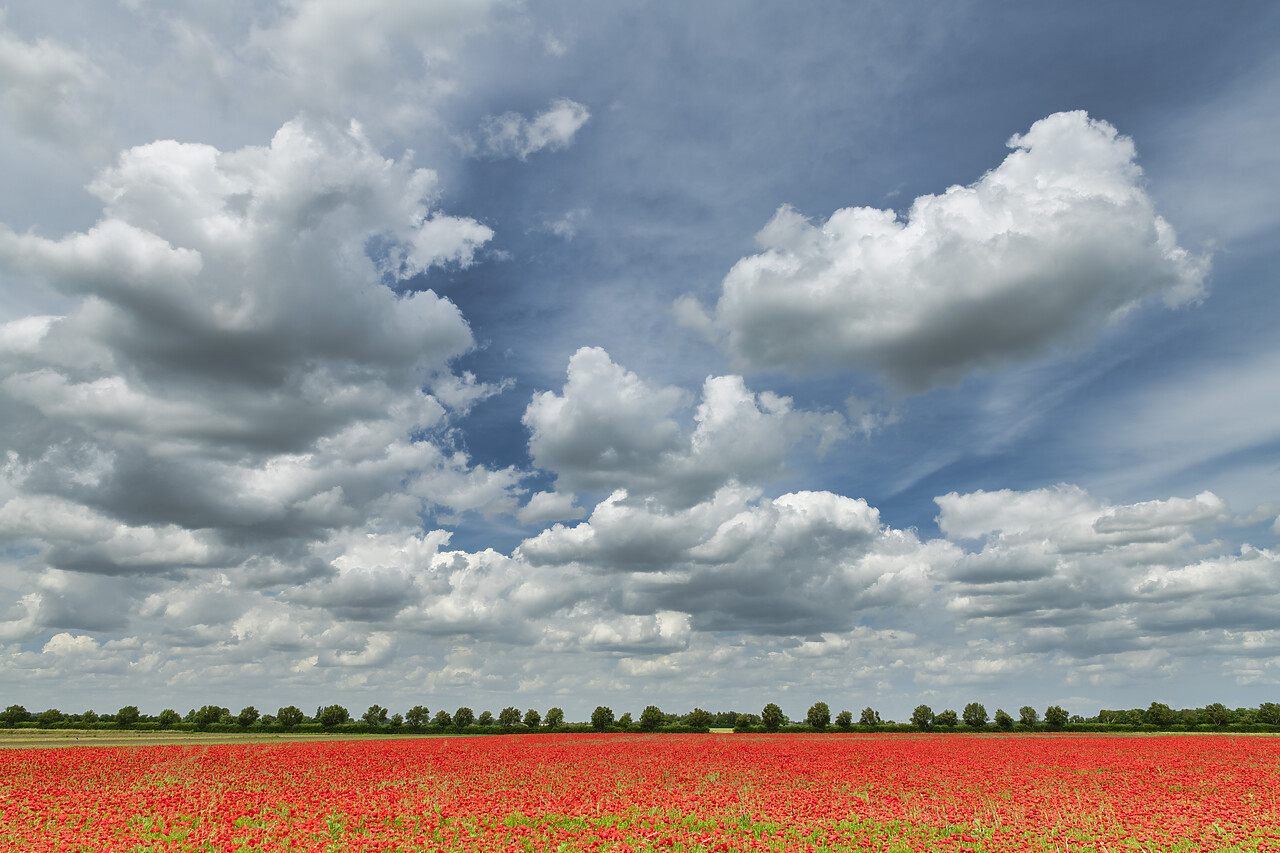 #220335-1 - Field of Poppies, near Downham Market, Norfolk, England