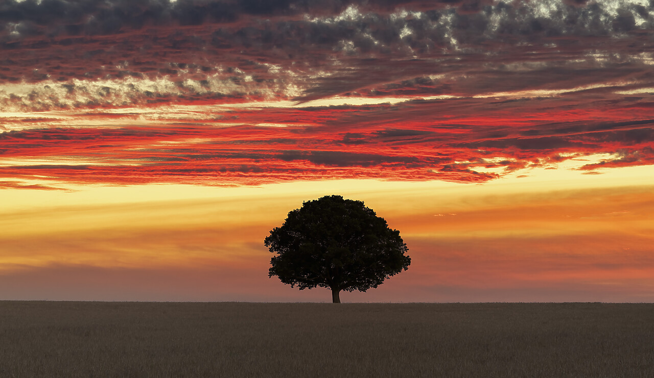 #220338-1 - Lone Tree at Sunset, Norfolk, England