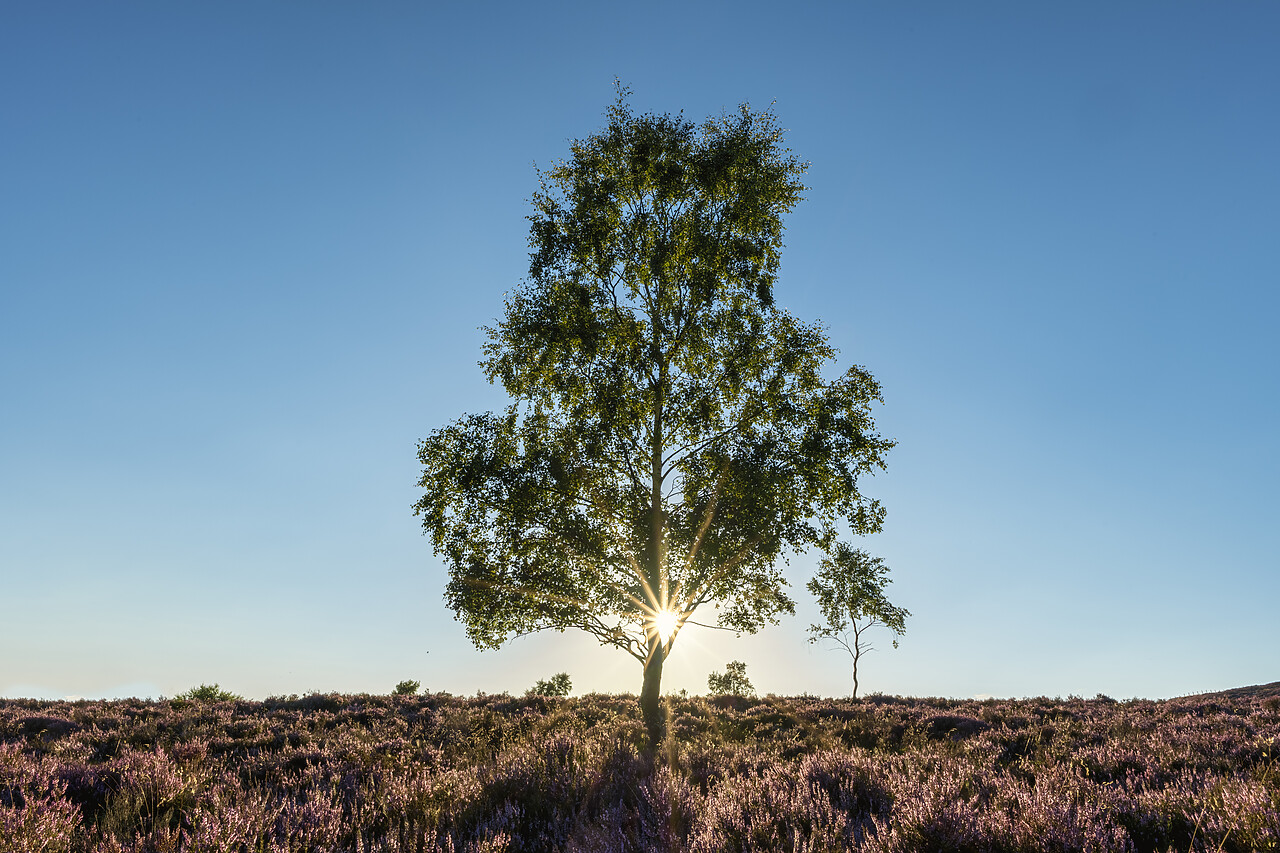 #220396-1 - Sunburst through Silver Birch Tree, Peak District National  Park, Derbyshire, England