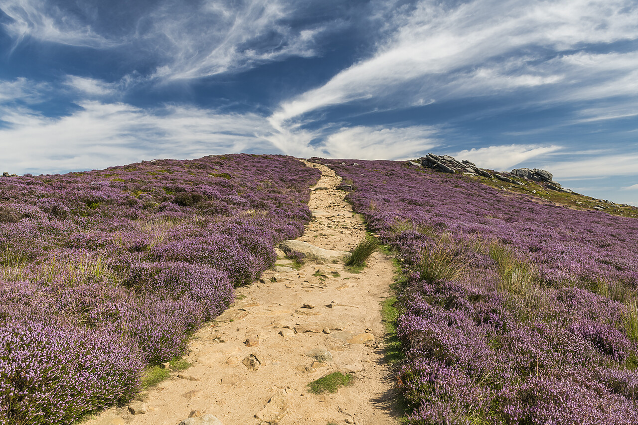 #220405-1 - Footpath through Heather in Bloom, Peak District National  Park, Derbyshire, England