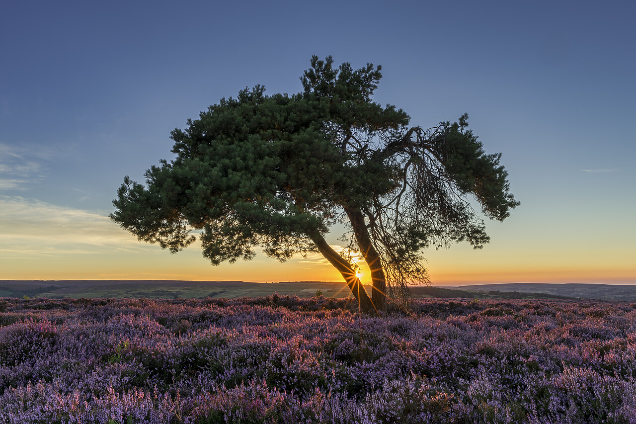 #220423-1 - Lone Pine Tree in Heather at Sunset, North Yorkshire Moors, England