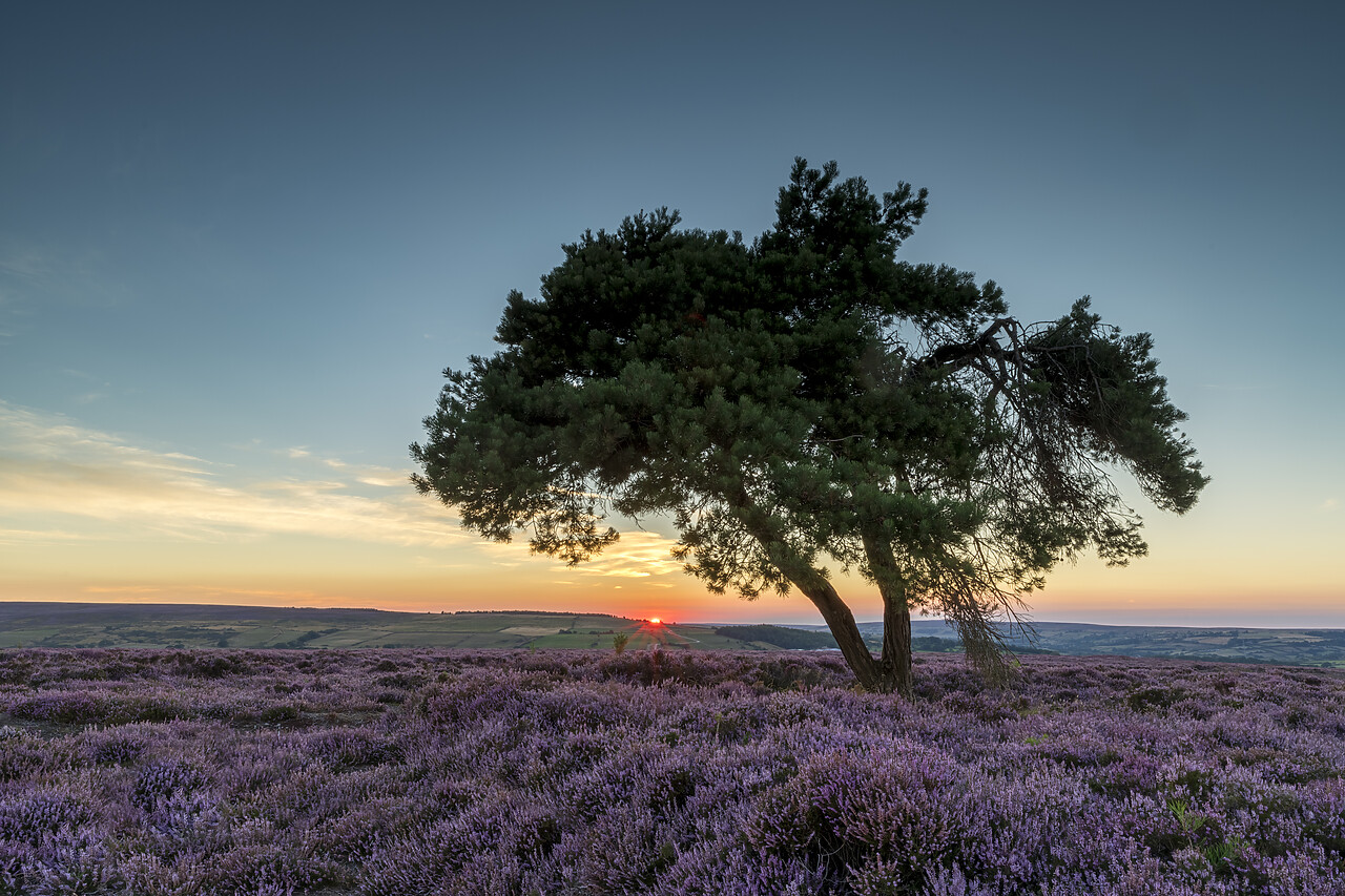 #220424-1 - Lone Pinetree in Heather at Sunset, North Yorkshire Moors, England