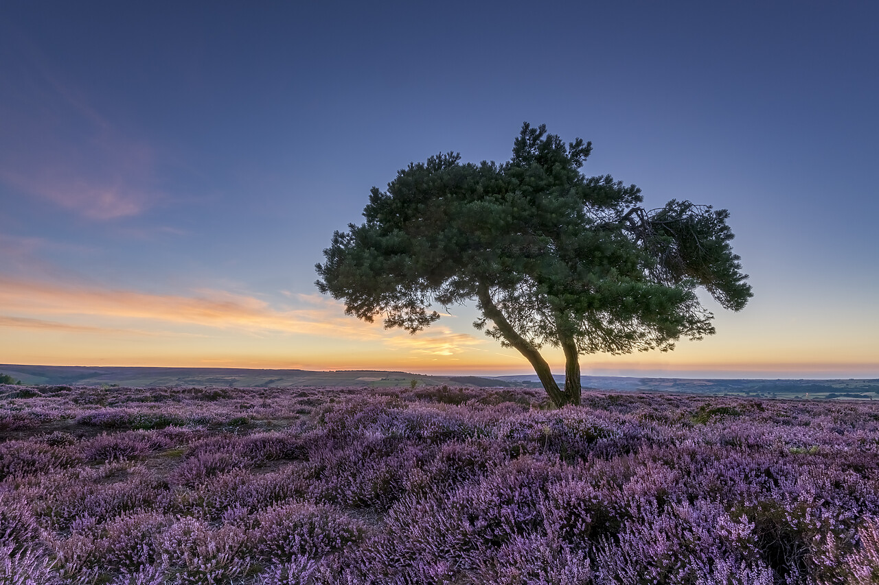 #220425-1 - Lone Pinetree in Heather at Sunset, North Yorkshire Moors, England