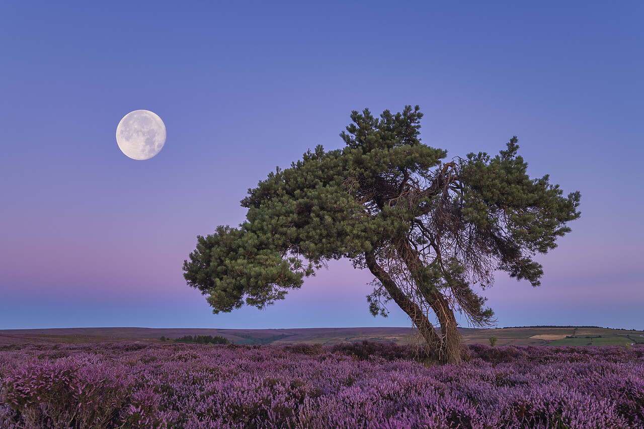 #220426-1 - Full Moon & Lone Pinetree in Heather, North Yorkshire Moors, England