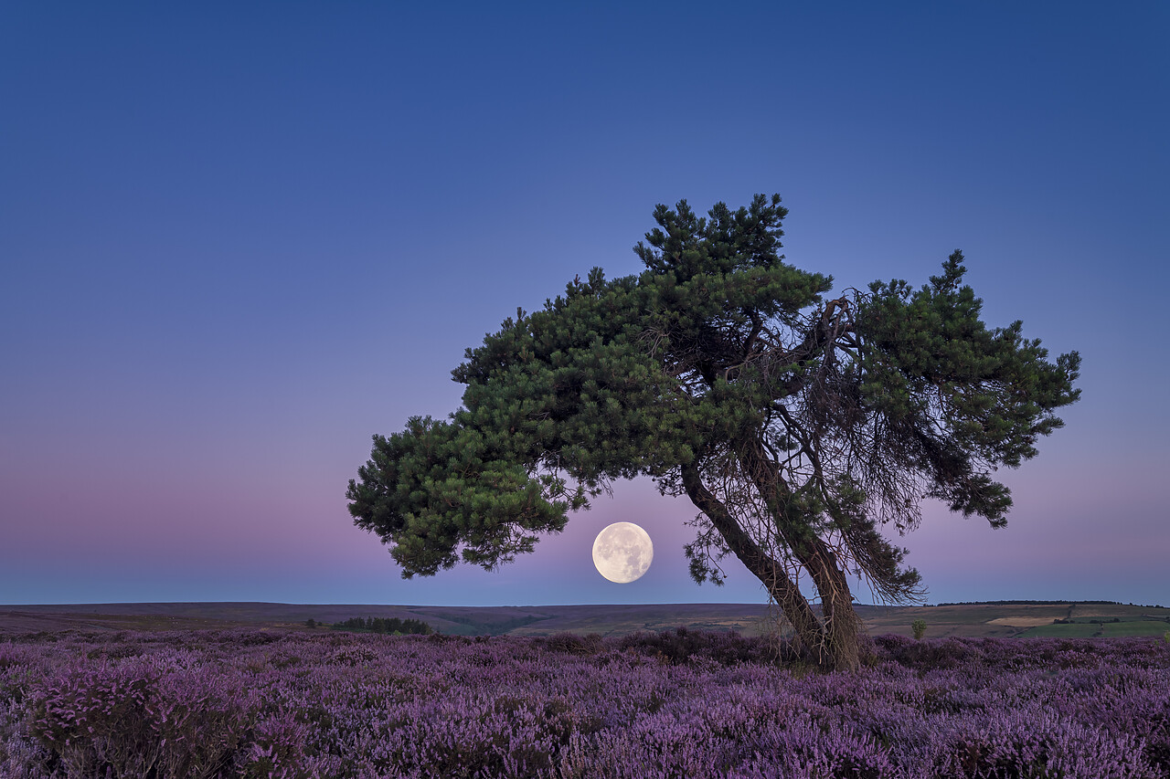 #220427-1 - Full Moon & Lone Pinetree in Heather, North Yorkshire Moors, England