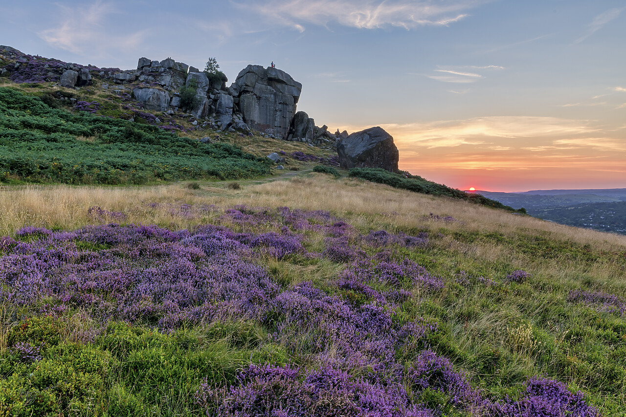 #220438-1 - Cow & Calf at Sunset, Ilkley Moor, West Yorkshire, England