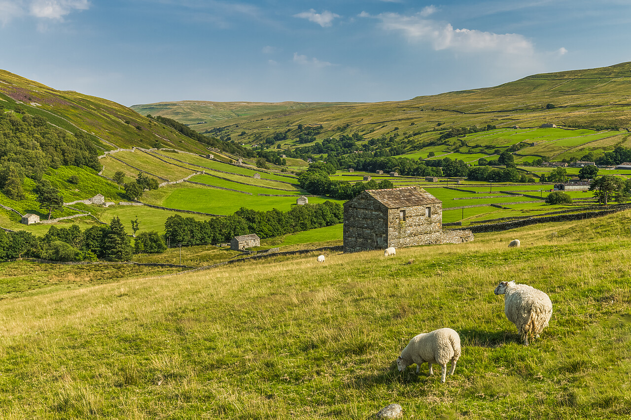 #220450-1 - Sheep & Stone Barn, Keld, Swaledale, Yorkshire Dales, England