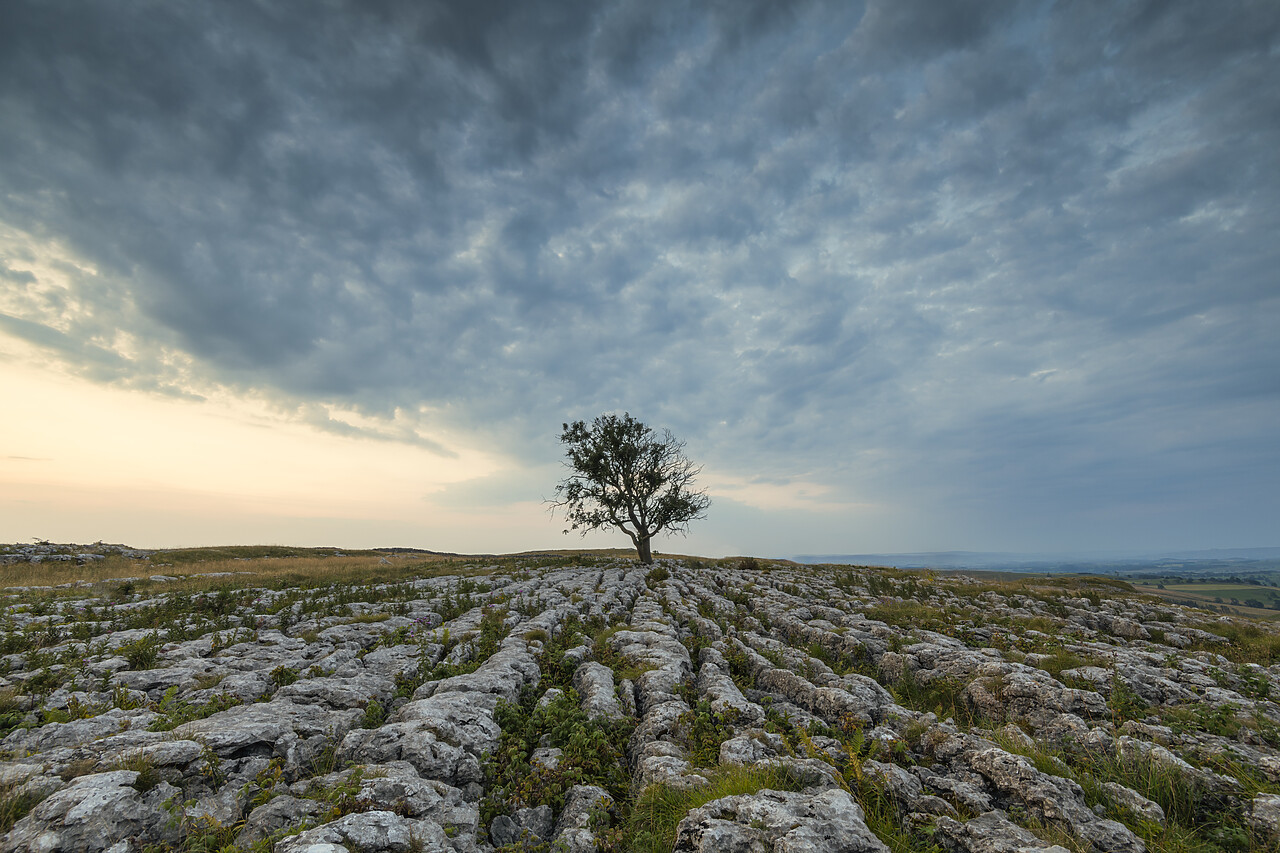#220453-1 - Lone Tree on Limestone Pavement, Malham, Yorkshire Dales, England