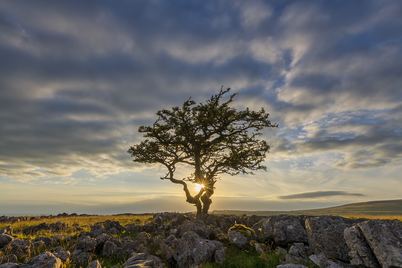 #220465-1 - Lone Hawthorn Tree at Sunset, Twistleton Scar, Yorkshire Dales National Park, England