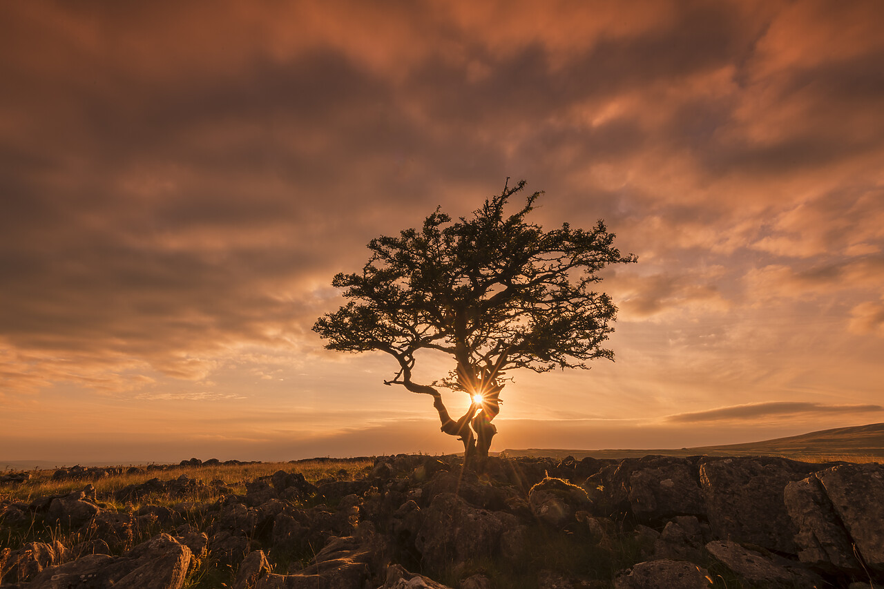 #220466-1 - Lone Hawthorn Tree at Sunset, Twistleton Scar, Yorkshire Dales National Park, England