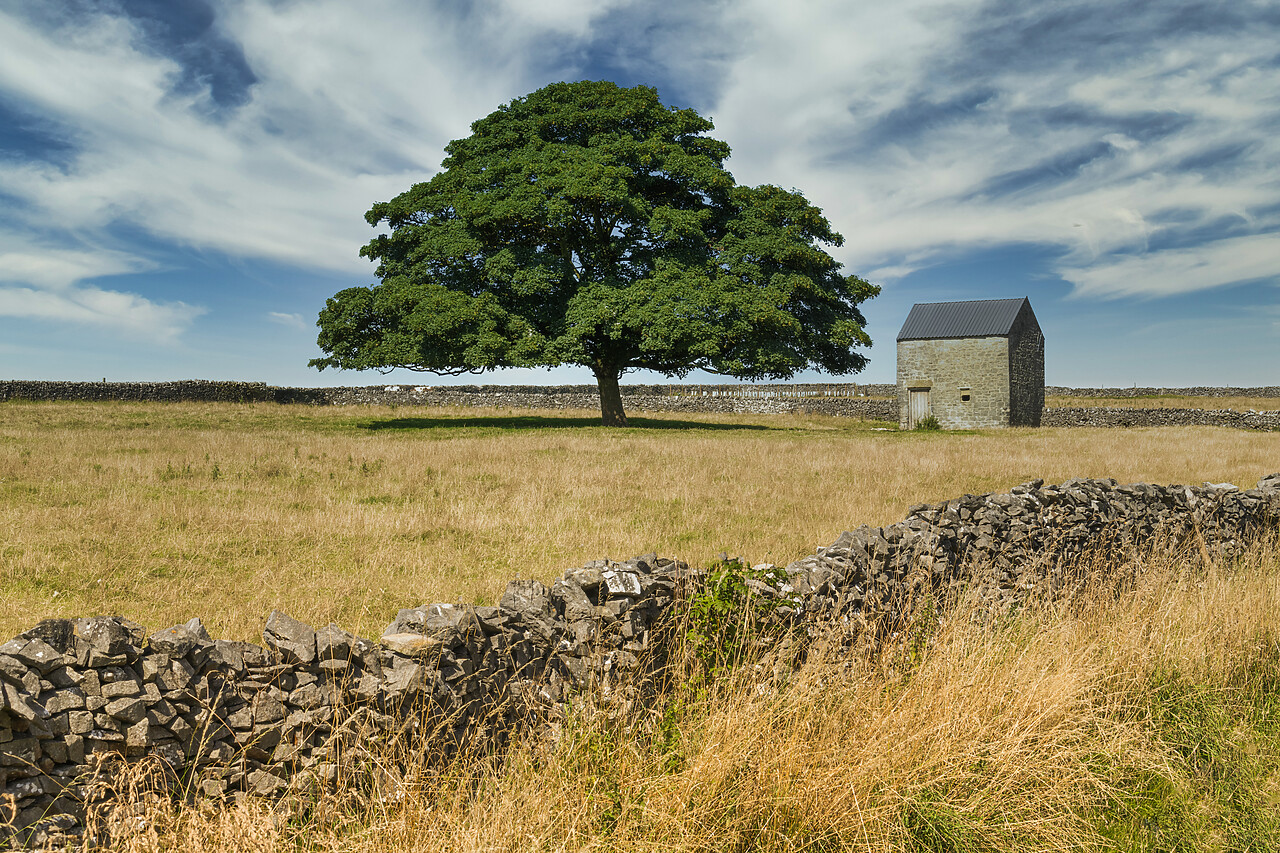 #220477-1 - Stone Barn & Tree, Tideswell, Peak District National Park, England