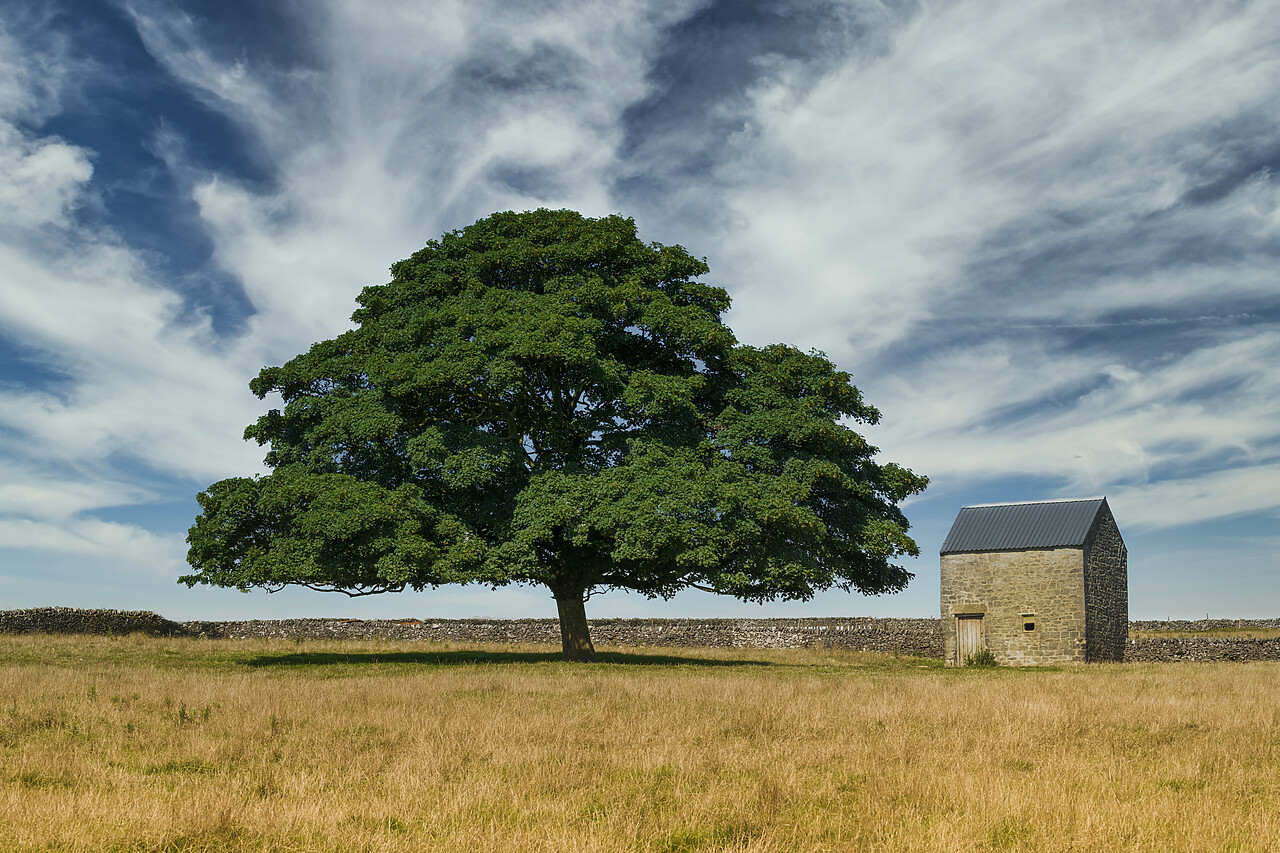 #220478-1 - Stone Barn & Tree, Tideswell, Peak District National Park, England