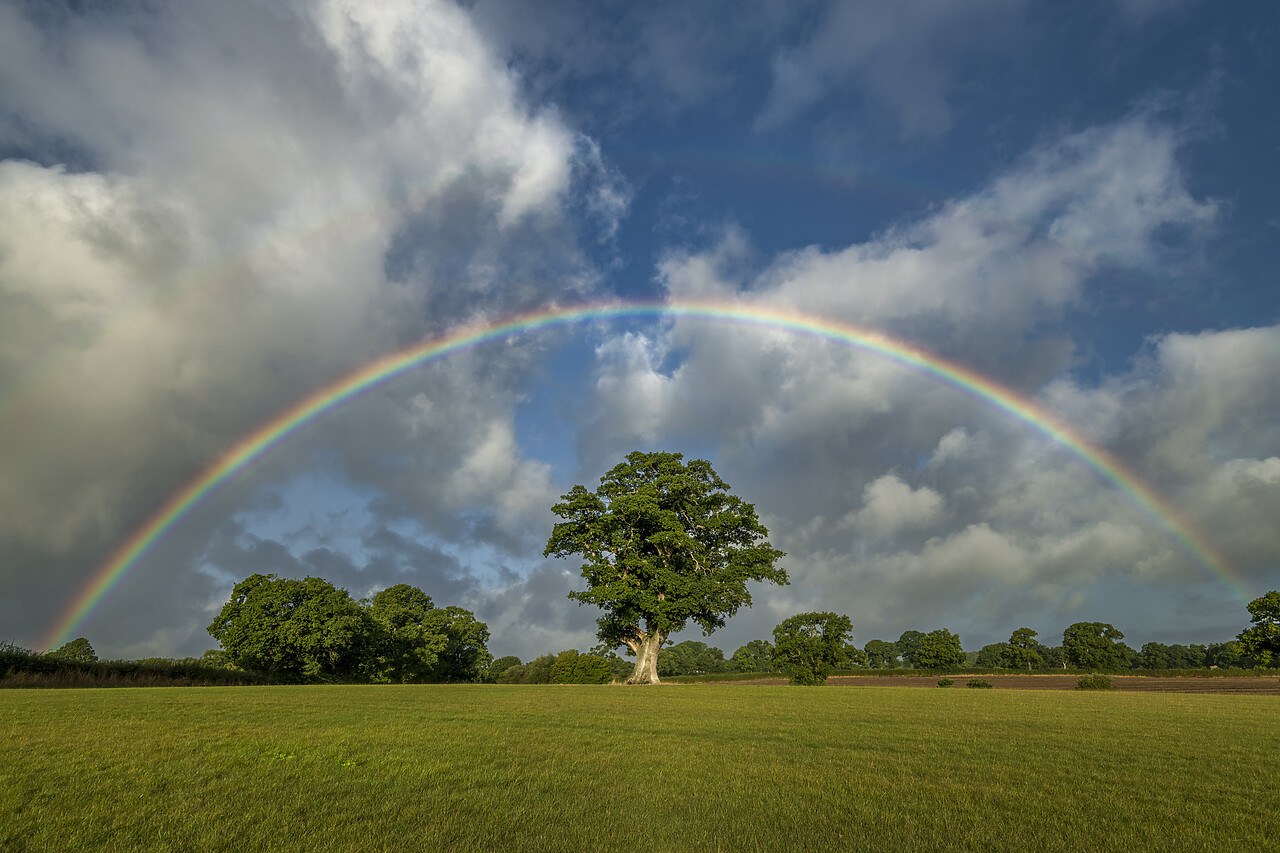 #220486-1 - Rainbow over Oak Tree, Dorset, England