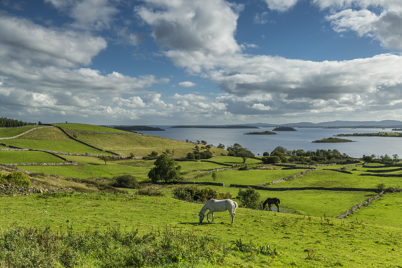 #220526-1 - Grazing Horses, Derryfadda, Connemara, Co. Mayo, Ireland