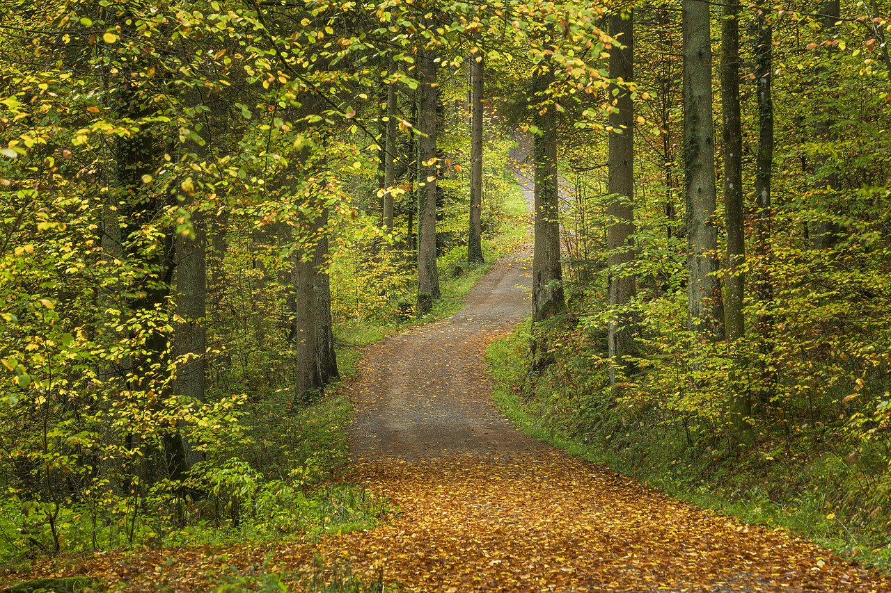 #220647-1 - Woodland Path in Autumn, 
HÃ¶rschbach, Murrhardt, Baden-WÃ¼rttemberg, Germany