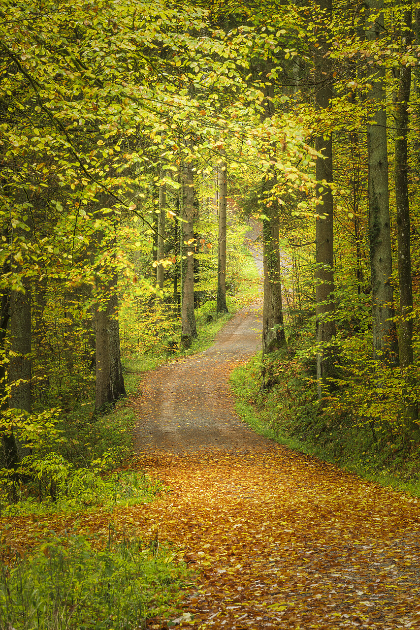 #220647-2 - Woodland Path in Autumn, 
HÃ¶rschbach, Murrhardt, Baden-WÃ¼rttemberg, Germany