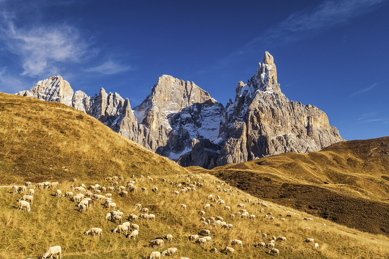 #220652-1 - Pale di San Martino & Grazing Pecorino Sheep, Passo Rolle, Dolomites, Trentino-Alto Adige, Italy