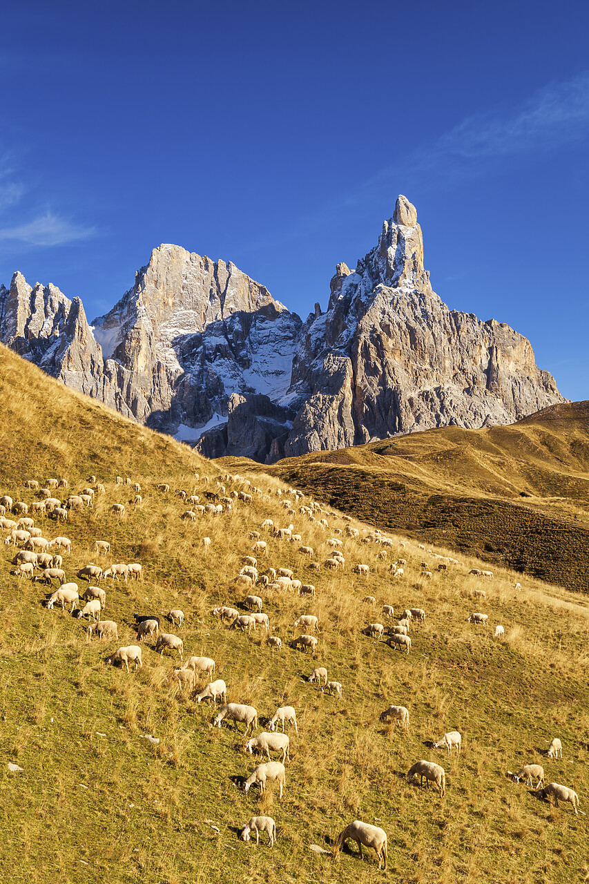 #220652-2 - Pale di San Martino & Grazing Pecorino Sheep, Passo Rolle, Dolomites, Trentino-Alto Adige, Italy