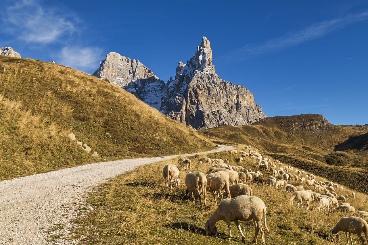 #220653-1 - Pale di San Martino & Grazing Pecorino Sheep, Passo Rolle, Dolomites, Trentino-Alto Adige, Italy