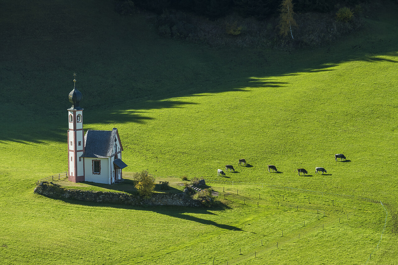 #220680-1 - St. Johann Church & Grazing Cows, Val di Funes, Dolomites, South Tyrol, Italy