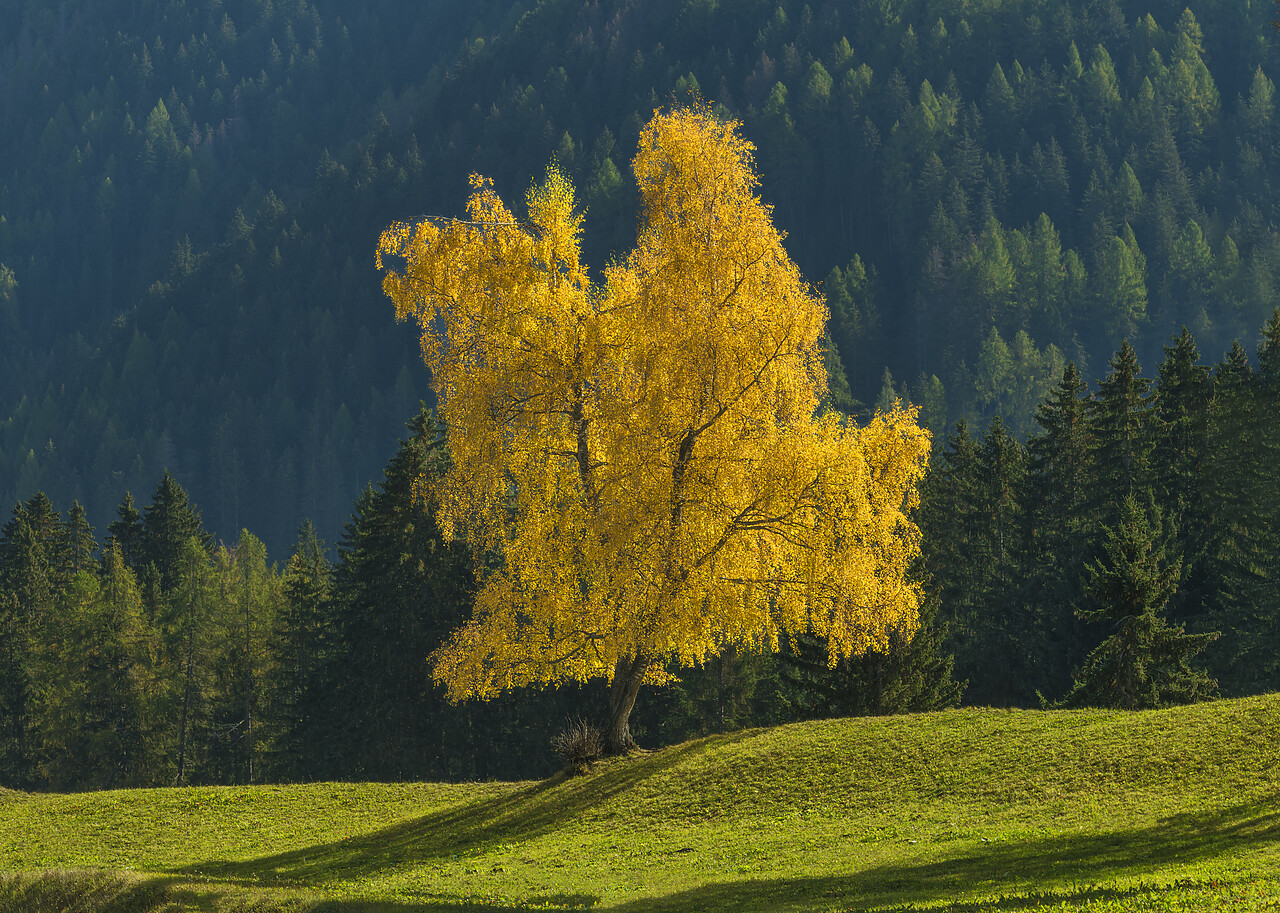 #220695-1 - Birch Tree in Autumn, Oberhaus, South Tyrol, Dolomites, Italy