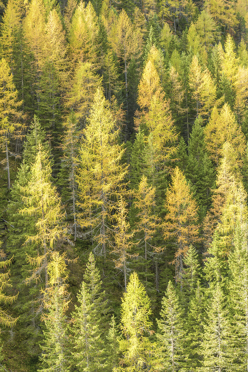 #220696-2 - Larch Wood, near Cortina, South Tyrol, Dolomites, Italy