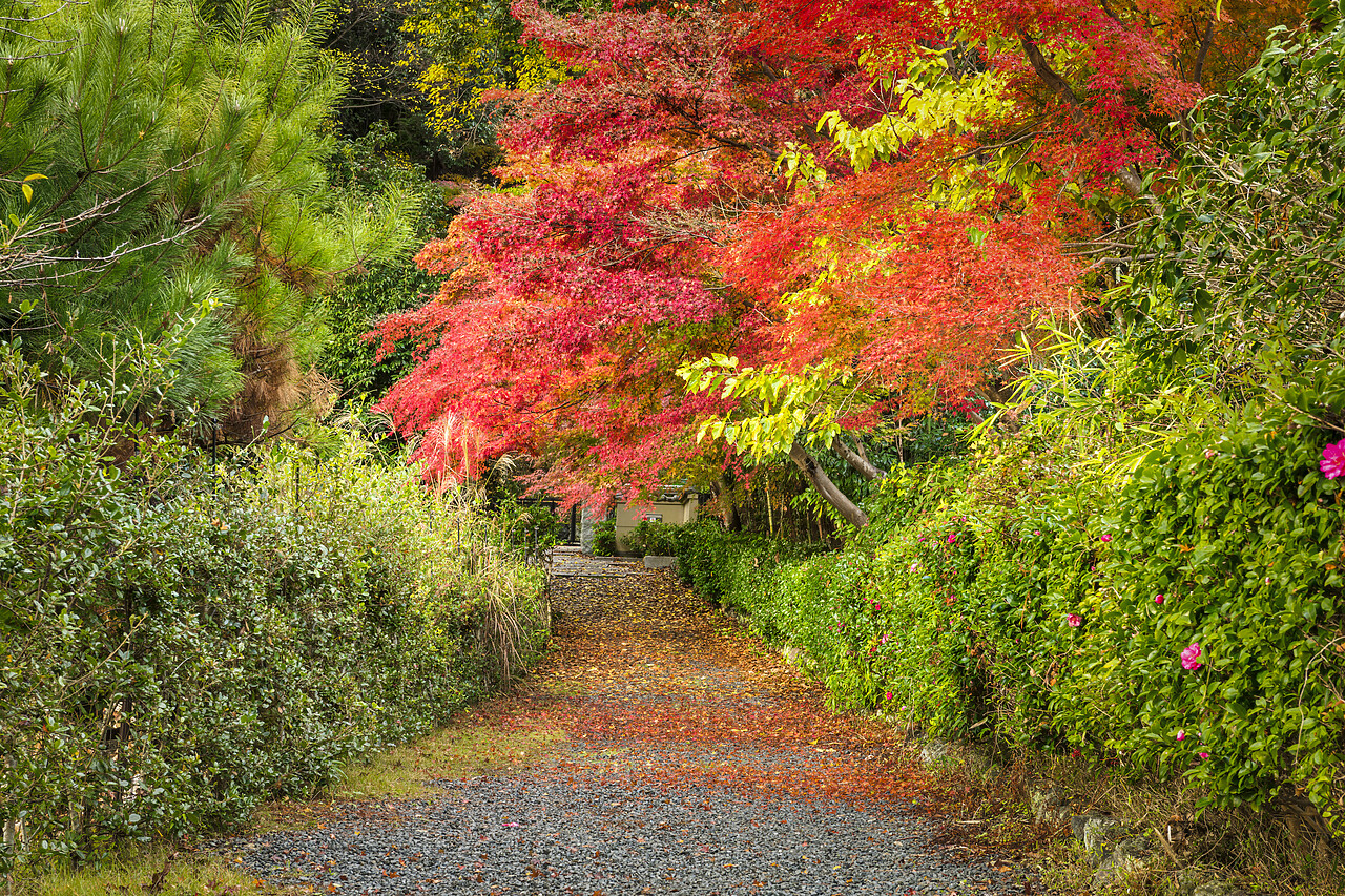 #220741-1 - Footpath & Maple Trees in Autumn, Kyoto, Japan